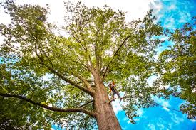 Best Commercial Tree Services  in University Park, MD